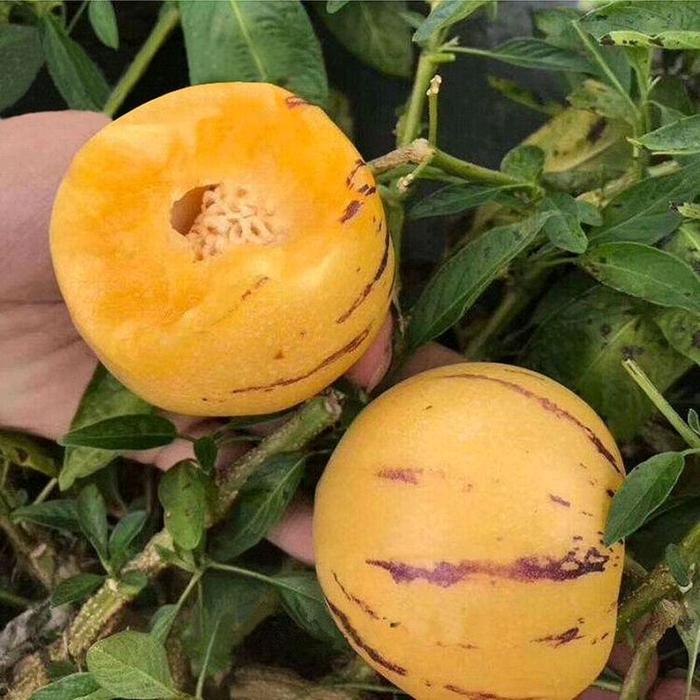 "New" 20 BUTIR BENIH MELON PEPINO KUNING MELON MINI