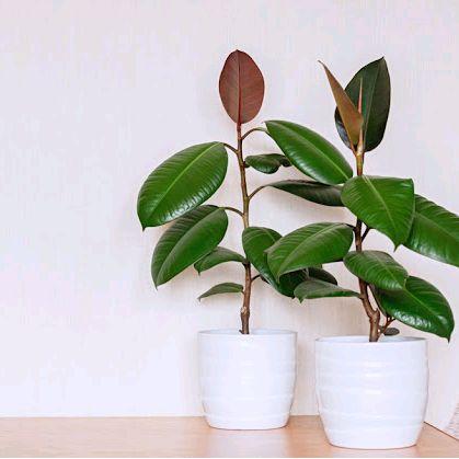 Tanaman Hias Picus Karet Kebo / Tanaman Hias Hidup Picus Karet Kebo Pot Gratis Ongkir