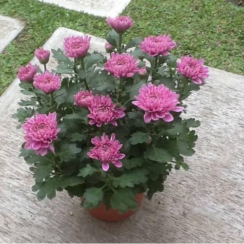Tanaman Krisan Pot Ungu