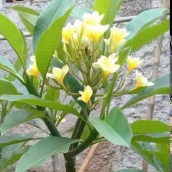 tanaman hias kamboja bali // pohon hias kamboja bali // kamboja bali