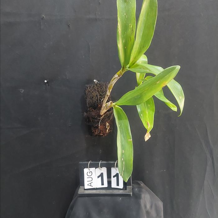 [ DEWASA ] Dendrobium spectabile - Eksotis, Langka, dan Penuh Karakter