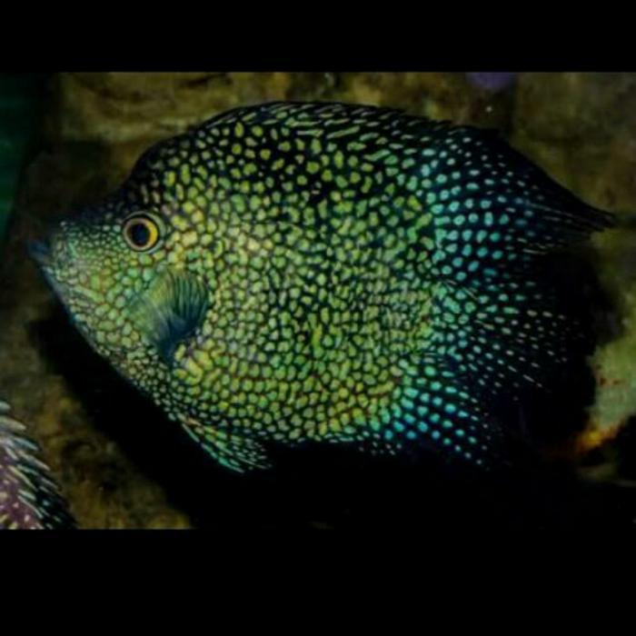 BALLON GREEN TEXAS CICHLID GIANT SHORT BODY AMERICAN CICHLID