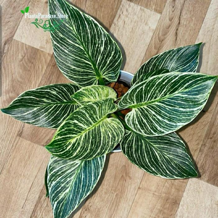 SIAPKIRIM Philodendron Birkin - birkin varigata - taan s aroid READY STOCK