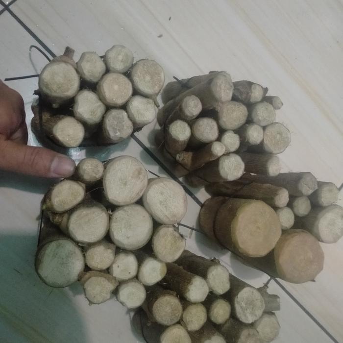 ORIGINAL bahan bonsai stek sancang fres READY STOCK