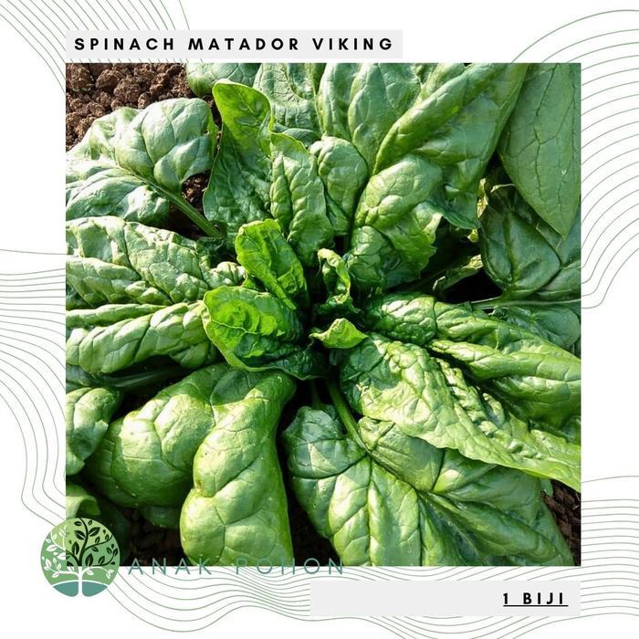 Growterra Farm SPINACH MATADOR VIKING BAYAM ITALIA SPINACIA OLERACEA SEEDS - IMPORT