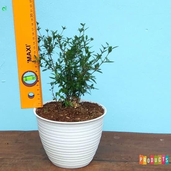 TANAMAN SERIBU BINTANG / SERISSA FOETIDA