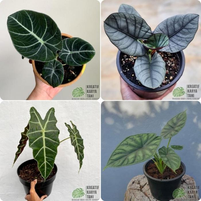 Tanaman hias alocasia - Macam macam jenis tanaman hias alocasia