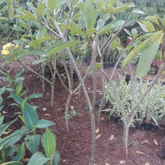 pohon kamboja Bali tinggi 2 meter bunga warna kuning dan pink