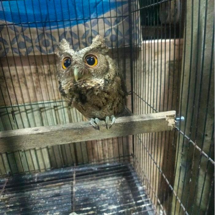 BURUNG Hantu celepuk liar dewasa