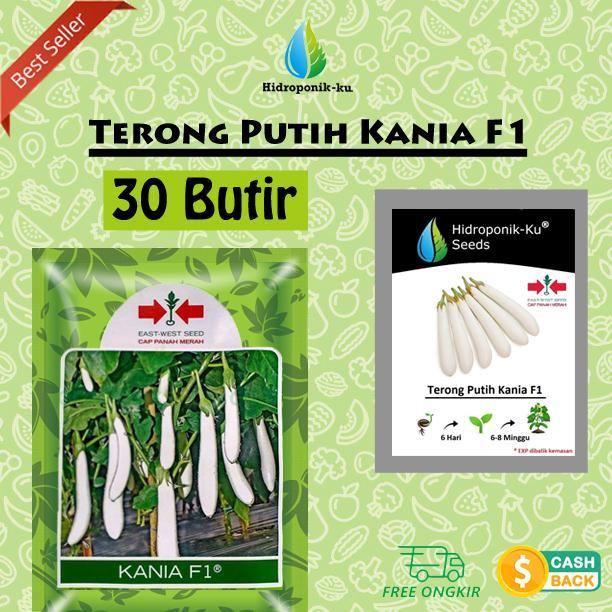 Bibit / Benih Terong Putih (30 Butir) Cap Panah Merah Hidroponik ku
