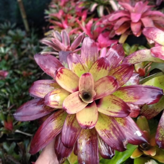 bromelia manila black