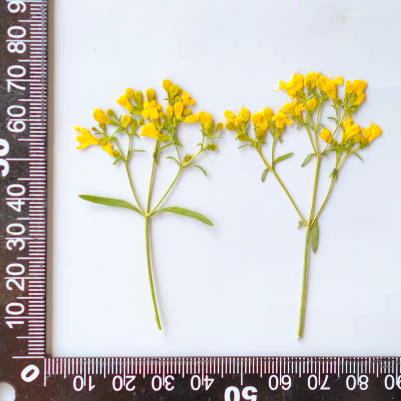 60pcs Pressed Dried Patrinia villosa Flower Plants For Epoxy Resin Case Card Bookmark Jewelry Making