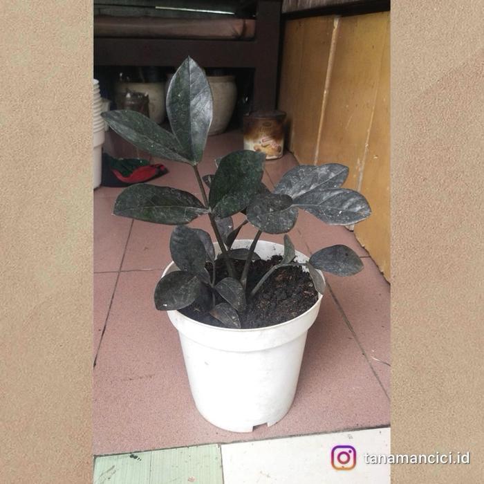 tanaman Zamia black raven zz hitam real pict