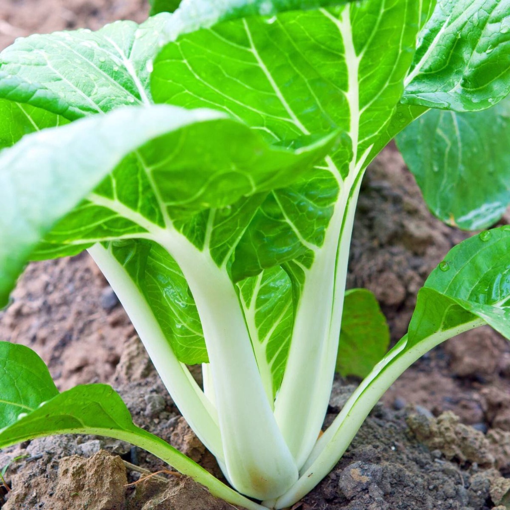 Benih Bibit Biji - Pak Choi Putih Pak Choy White Pakcoy Jepang Takii Seed Kualitas Super Seeds - Panen Dalam 40 HST