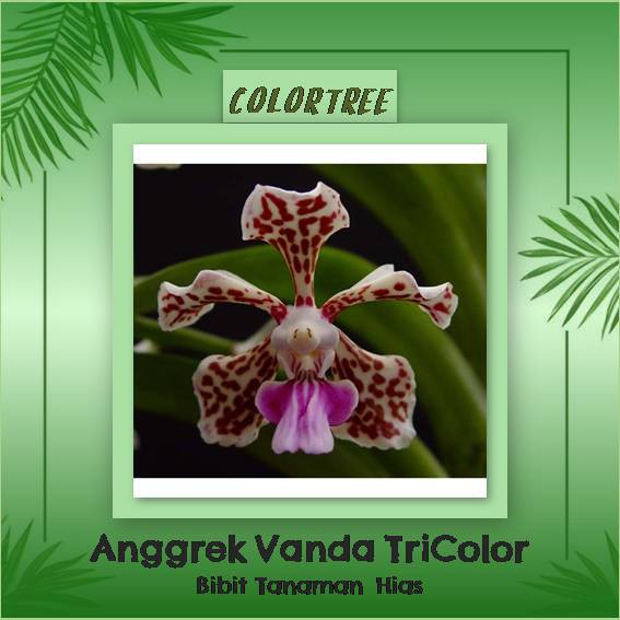 Paling Keren 25 Gambar Bunga Anggrek Dengan Pensil Warna Paling Keren 25 Gambar Bunga Anggrek Dengan Pensil Warna