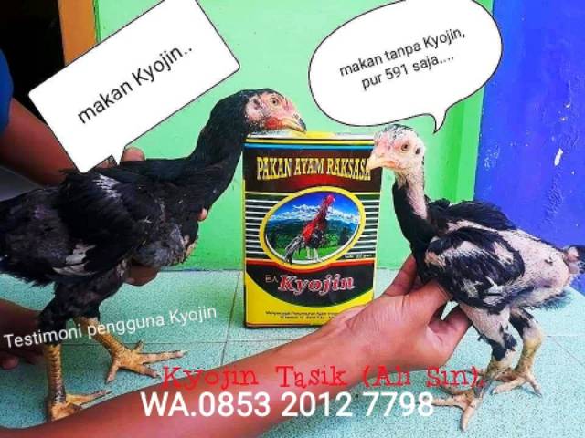 Kyojin Pakan Ayam Raksasa